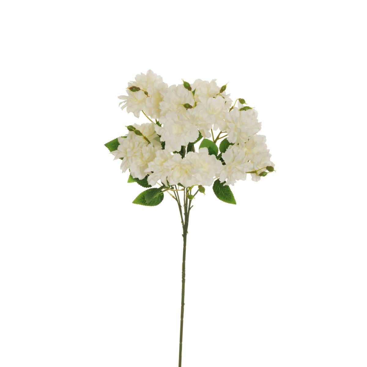 Rose floribunda spray x7 cm.80 bianco
