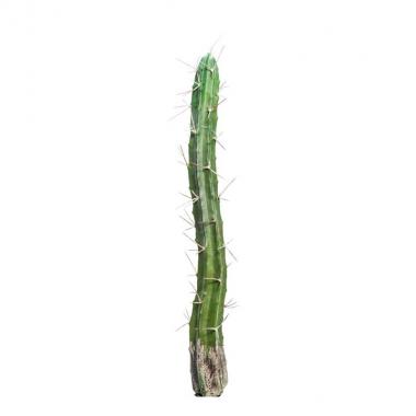 Cactus cm.46