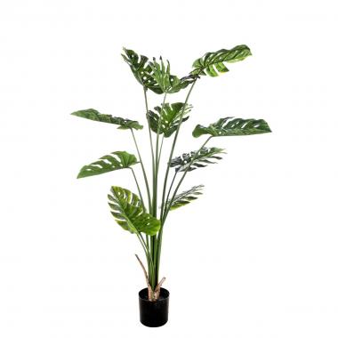 Pianta philodendro 11 foglie 155cm